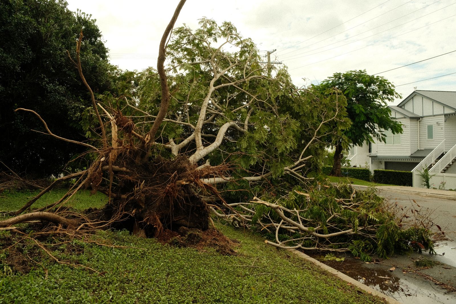 Uprooted tree on a suburban street after a storm